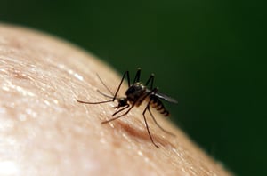 40_Mosquito on Skin.jpg