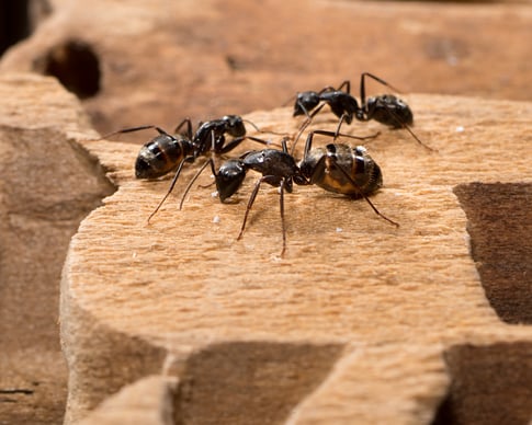 What Do Carpenter Ants Look Like