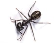 08_Carpenter Ant
