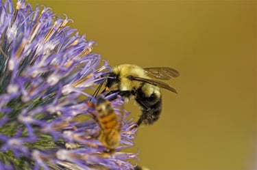 bumble bee or carpenter bee