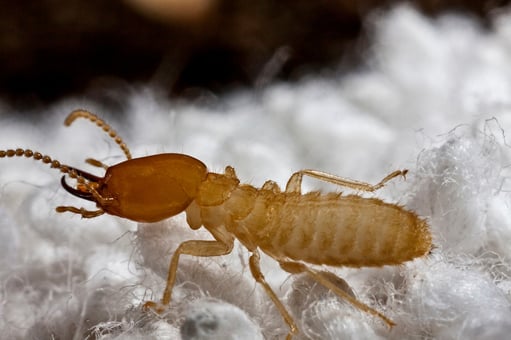 Termite In Monroe NJ
