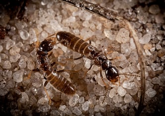Termites NJ