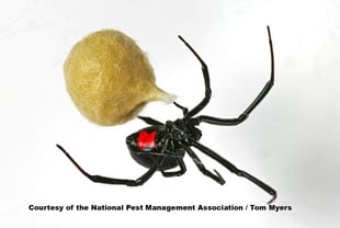 Black Widow Spider NJ PA