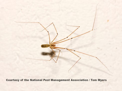 Brown Spider NJ.jpg