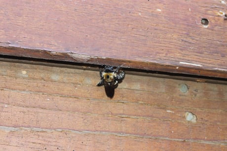 carpenter bee nesting