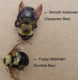 Carpenter Bee Or Bumble Bee