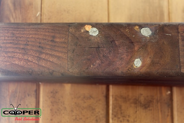 Carpenter bee service NJ