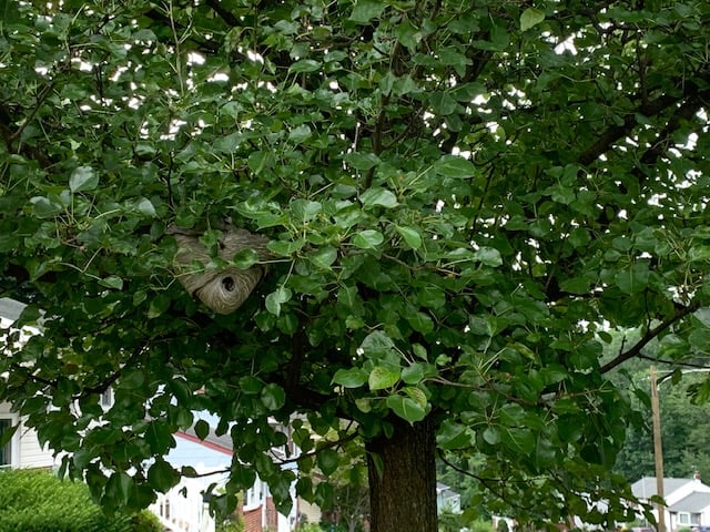 Hornet Nest In Tree