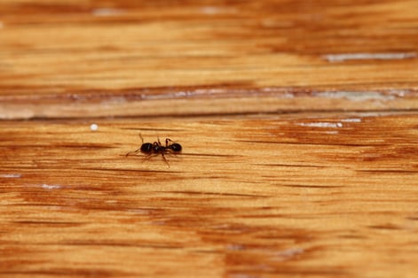 ant removal near me