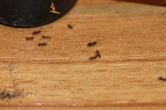 Odorous House Ants NJ.jpg