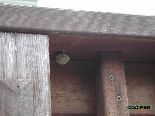 Paper Wasp Nesting On Home.jpg