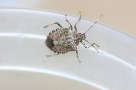 Stink Bug Service NJ.jpg