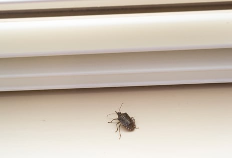 Stink Bugs In House