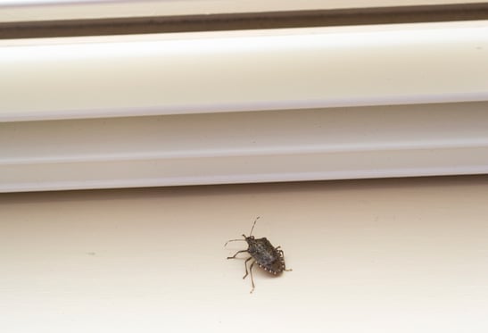 Prevent Stink Bugs At Home