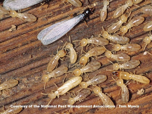Termites Hillsborough NJ.jpg