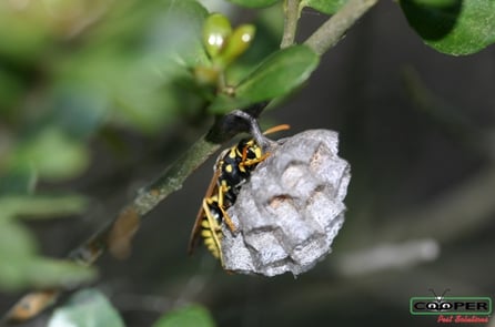 Wasp Prevention NJ.jpg