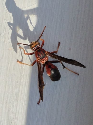 Wasp Spotswood, NJ.jpg