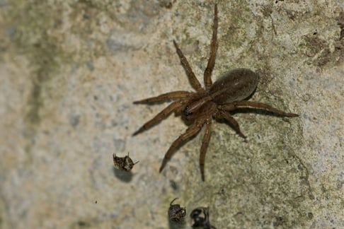 Wolf Spider In NJ.jpg