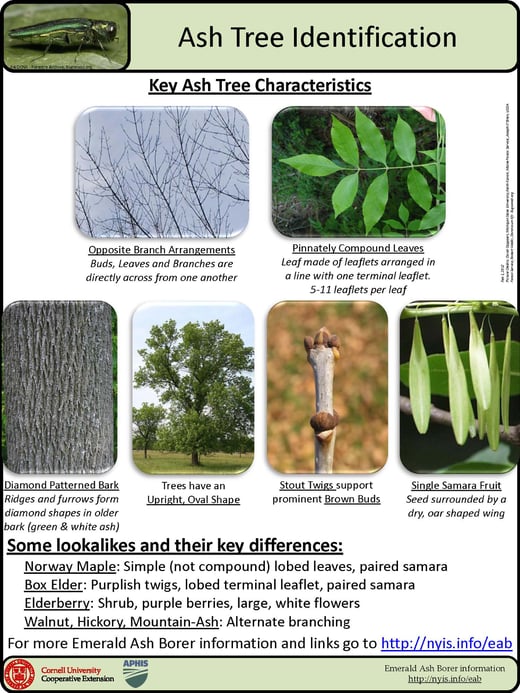 Ash Tree Identification