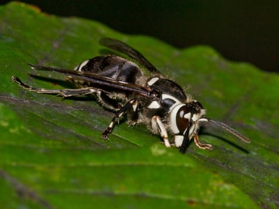 bald-faced-hornet-npma