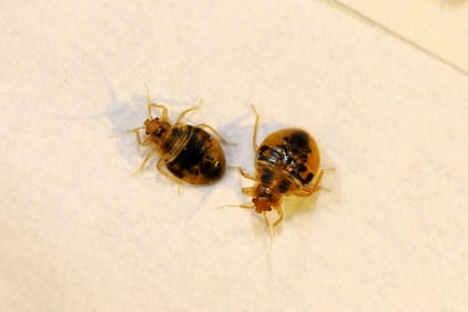 bed bugs 1