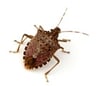 brown-marmorated-stink-bug
