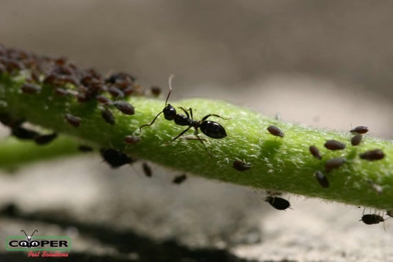 Get Rid of Ants