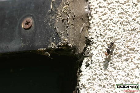 Carpenter Ant In NJ