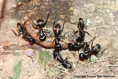 Carpenter Ants Monroe NJ