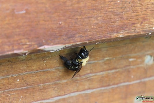 Carpenter bees living in wood