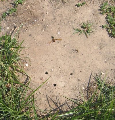 wasps in the ground