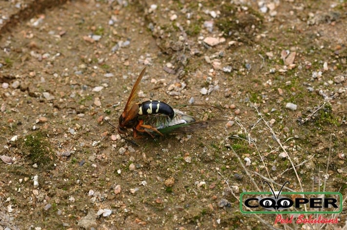 cicada killer image.jpg