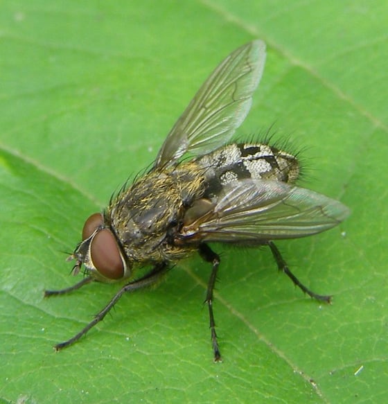 A cluster fly on a green leaf