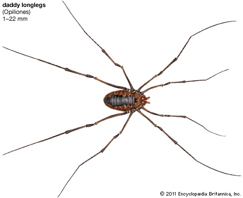 Granddaddy Long Legs And The Myths About Them