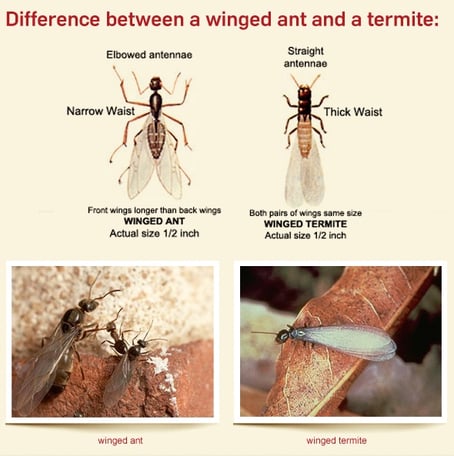 difference between flying ant and termite