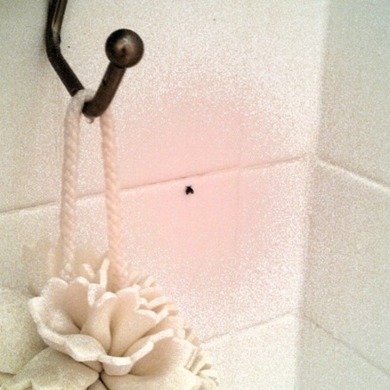 Small Black Bugs In Bathtub