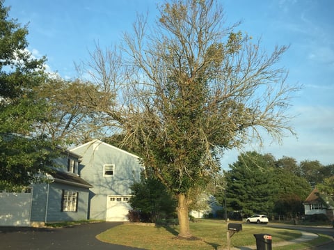Ash Trees Dying In New Jersey