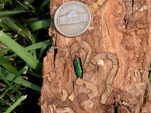Emerald Ash Borer Identification