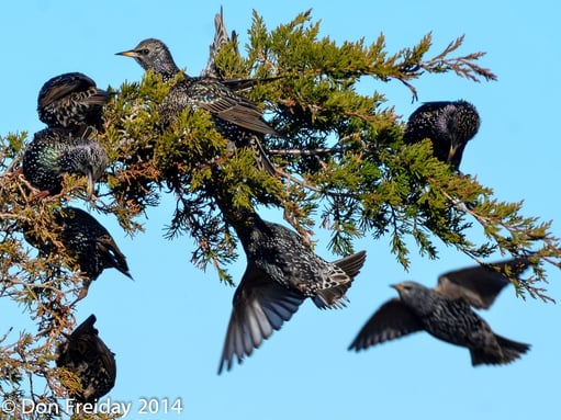 European Starling Black Birds In Attic