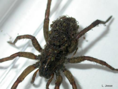 Female Wolf Spider In House