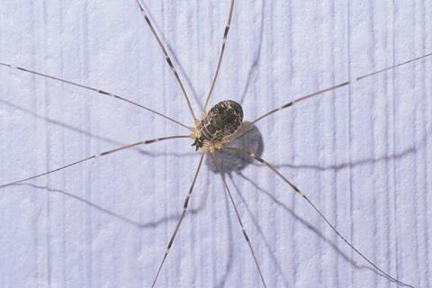 Daddy Longlegs: Two Eyes, Eight Legs, And No Webs