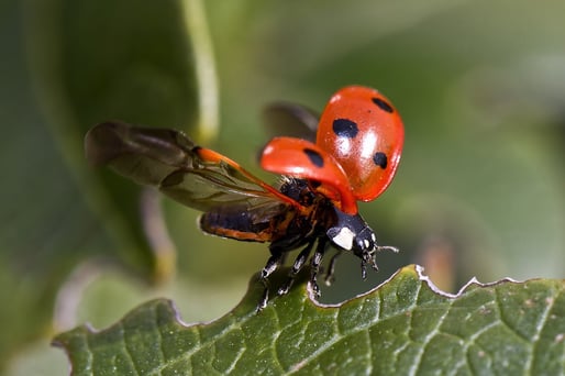 ladybug pixabay