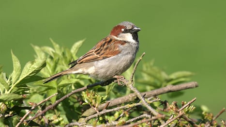 Sparrow In My Attic