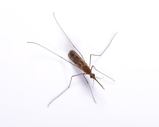 mosquito large npma.jpg