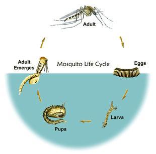 Mosquito Life Cycle In Water
