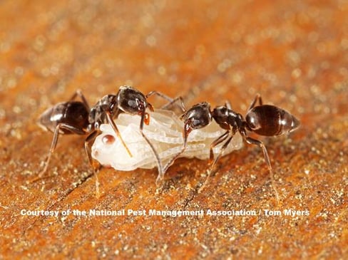 Ant Removal PA
