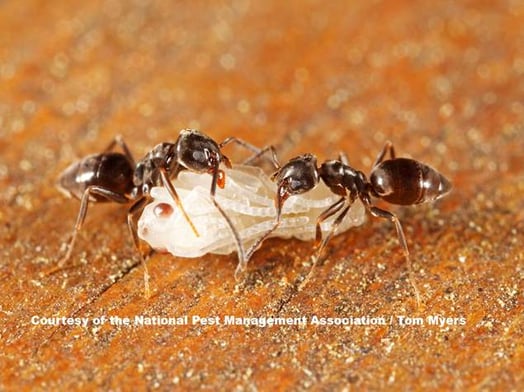 Odorous House Ant Service Lansdale