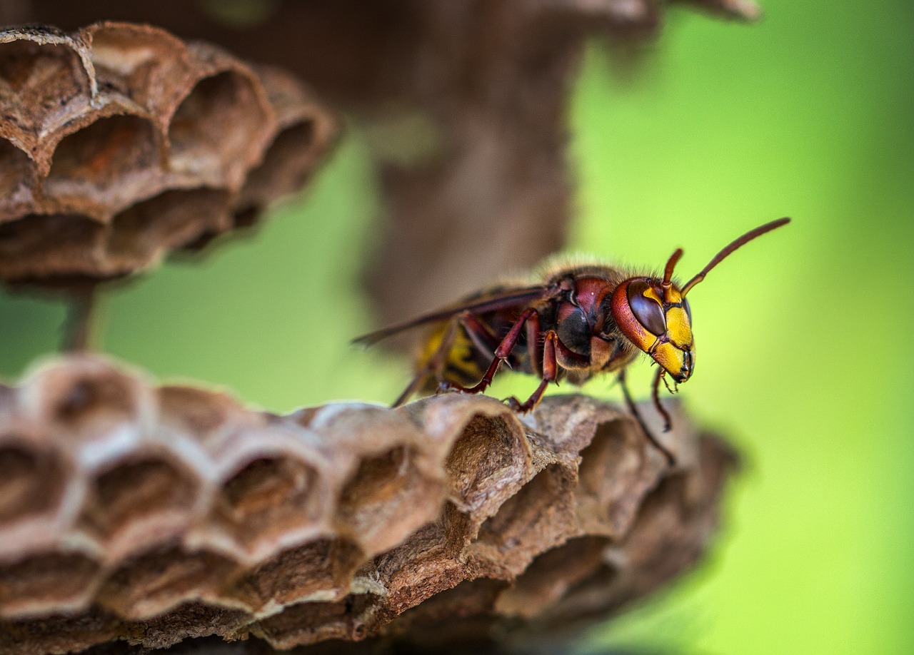 What Does Paper Wasp Look Like