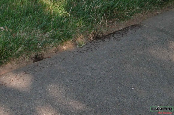 pavement ants on sidewalk