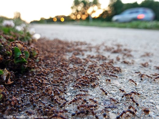pavement ants.jpg